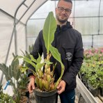 Banánovník lotosový (Musella lasiocarpa) - 6 až 8 rastlín v jednom kvetináči - výška 50-70 cm, kont. C7L (-10°C)